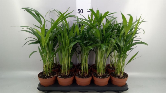 <h4>Dypsis lutescens   ...Chrysalidoca</h4>