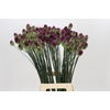 Allium Sphaerocephalon