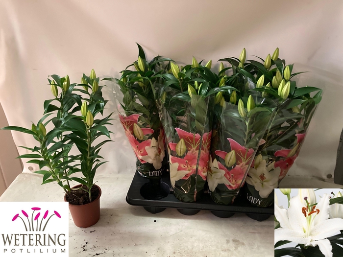 <h4>LIL OR SUN BAHAMAS</h4>