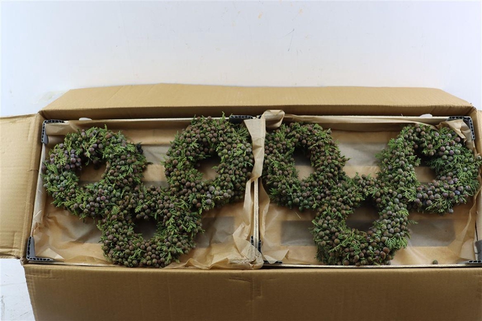 <h4>Wr Sierfruit Juniperus Red 20cm</h4>