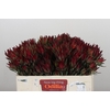 Leucadendron Blush Spray