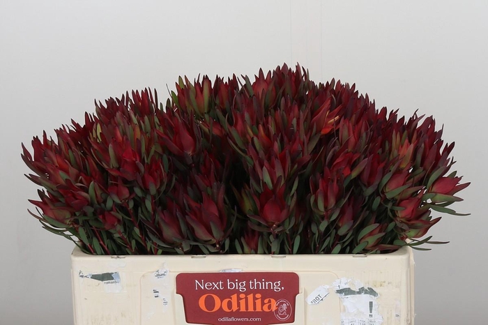 <h4>Leucadendron Blush Spray</h4>