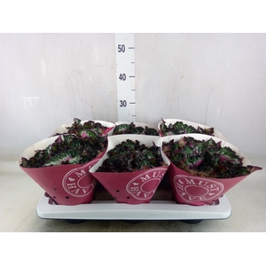 Begonia BD 'Purple Blush'