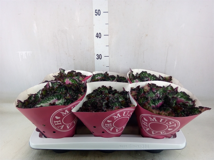 <h4>Begonia BD 'Purple Blush'</h4>
