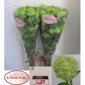VIBURNUM ROSEUM ST