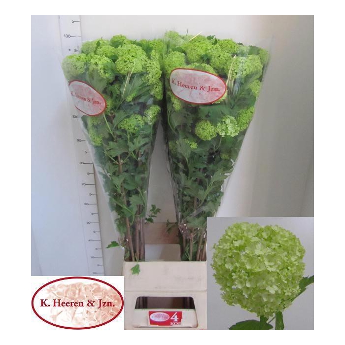 <h4>Viburnum Roseum St</h4>