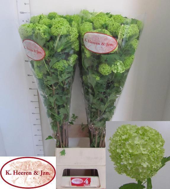 <h4>VIBURNUM ROSEUM ST</h4>