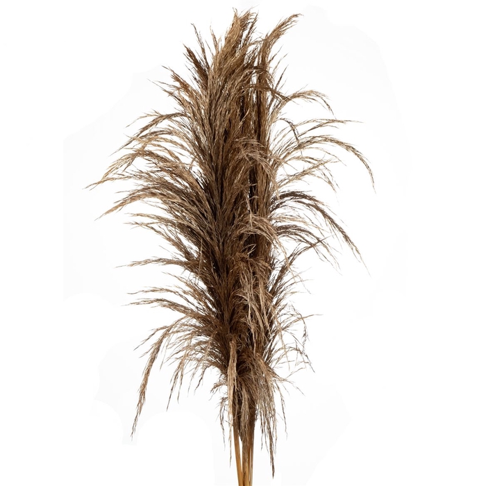 Pampa Preserved Bronze Metal