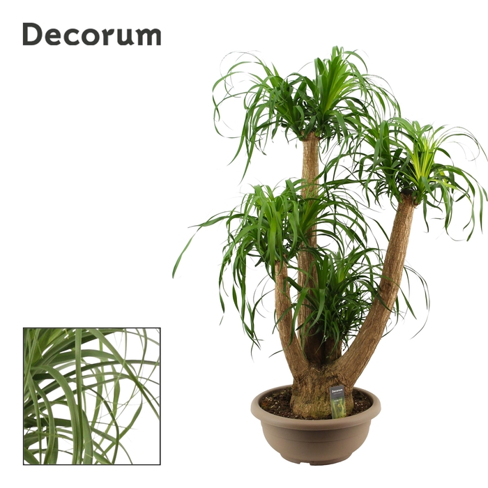 <h4>Beaucarnea vertakt 40 cm (Decorum)</h4>