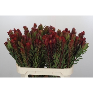 Leucadendron Safari Sunset