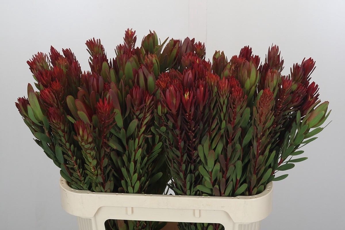 <h4>Leucadendron Safari Sunset</h4>