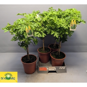 PEL GRAV LEMON TREE