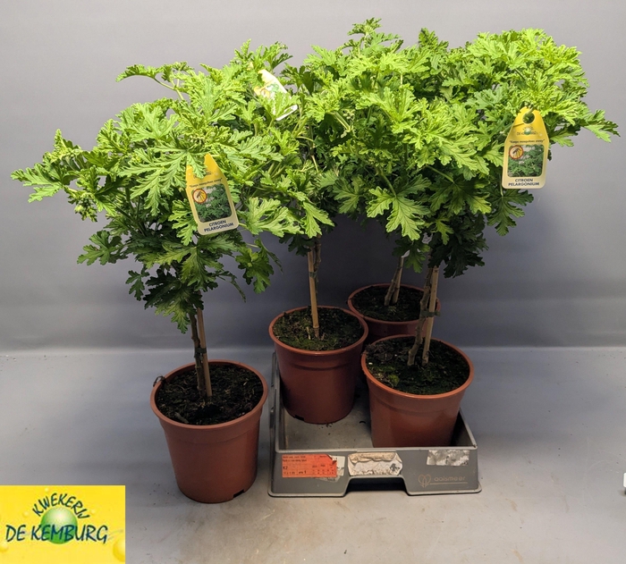 <h4>PEL GRAV LEMON TREE</h4>