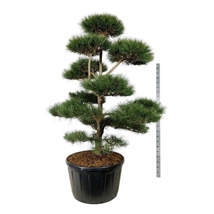 Pinus nigra nigra