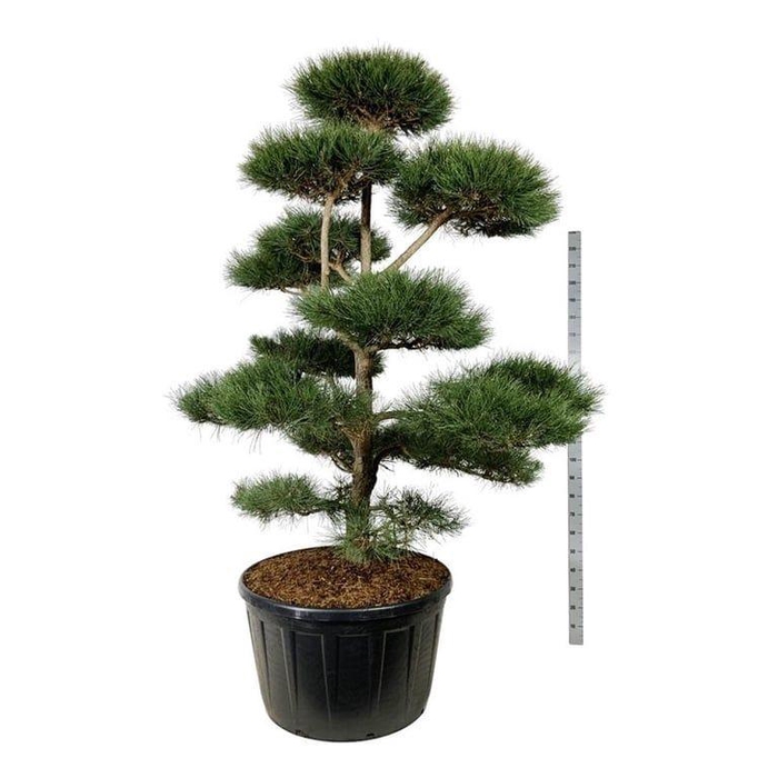 <h4>Pinus nigra nigra</h4>