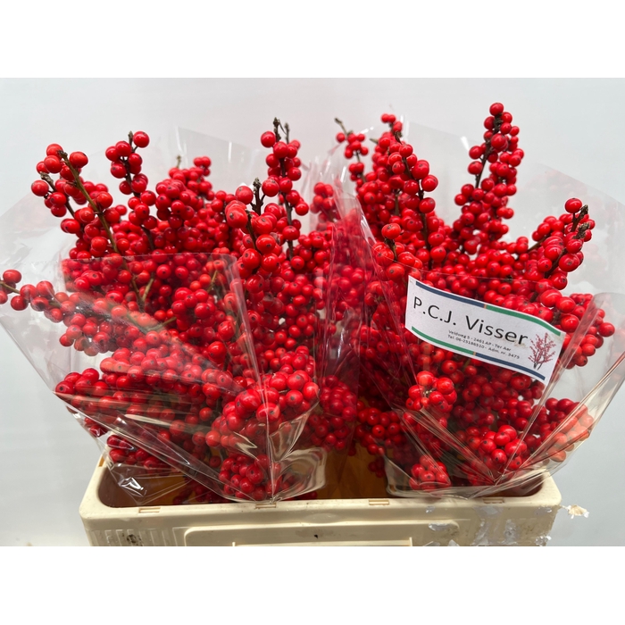 <h4>ILEX VE RODE BES</h4>