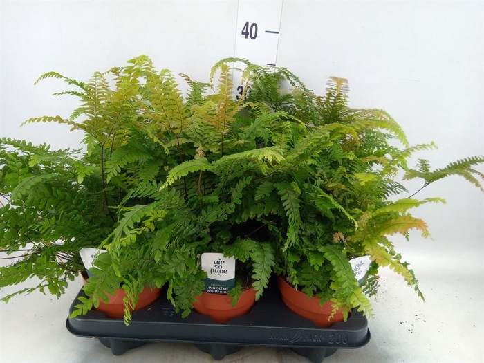 <h4>Adiantum hispi. 'Bronze Venus'</h4>