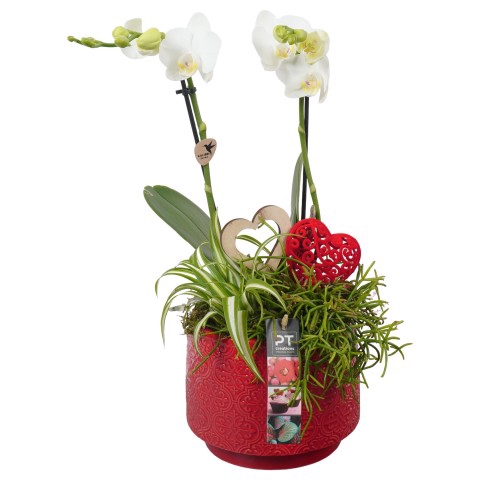 <h4>PTVMB4710 Arrangementen kamerplanten</h4>