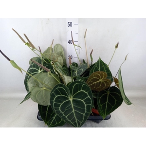 Anthurium clarinervium