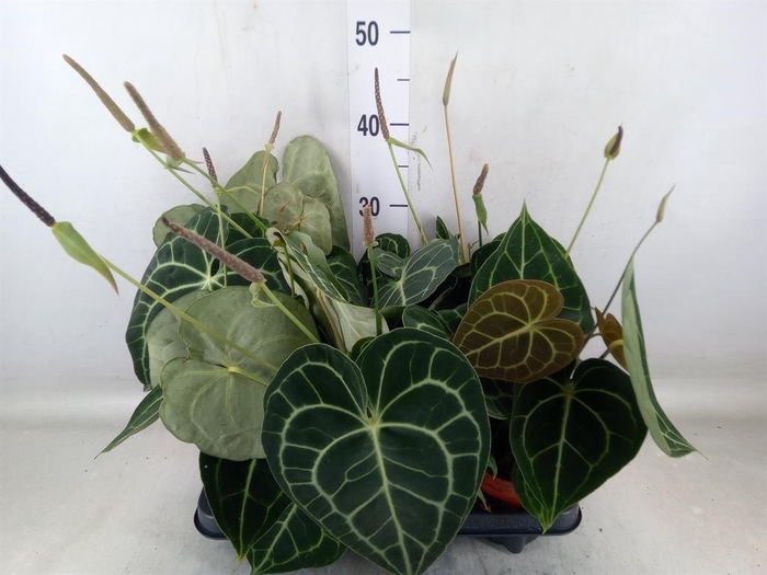 <h4>Anthurium clarinervium</h4>