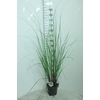 Cortaderia selloana