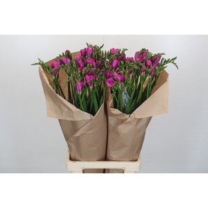 Freesia One XXL Pink