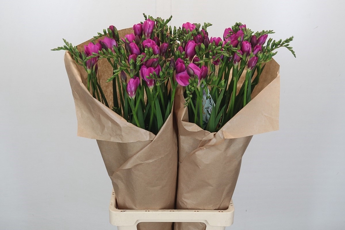 Freesia One XXL Pink