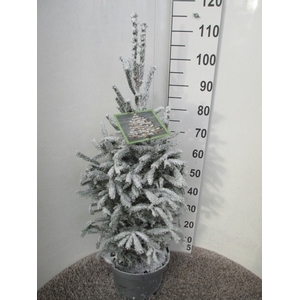 PICEA GL SUPER GREEN