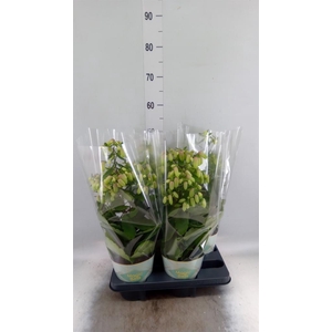 KALANCHOE  'MAGIC BELL' IN POTCOVER