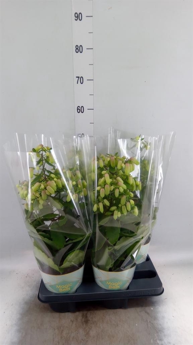 <h4>KALANCHOE 'MAGIC BELL' IN POTCOVER</h4>