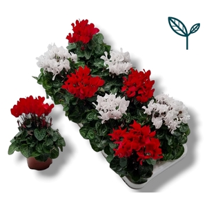 Cyclamen-KERST ROOD-WIT