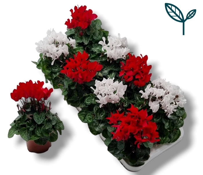<h4>Cyclamen-KERST ROOD-WIT</h4>
