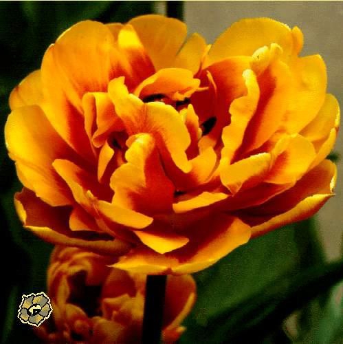 <h4>Tu En Decorum Mix</h4>