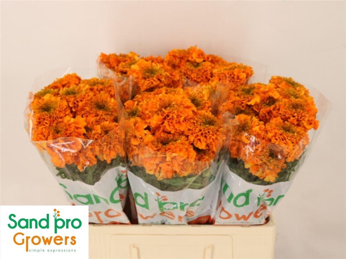 <h4>Tagetes E Promise Orange</h4>