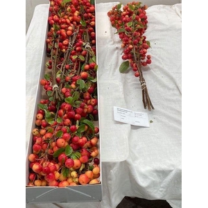 MALUS RED SENTINEL