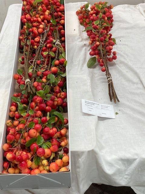 <h4>MALUS RED SENTINEL</h4>