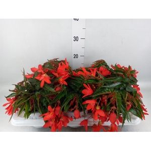 Begonia boliv. 'Encanto Red'