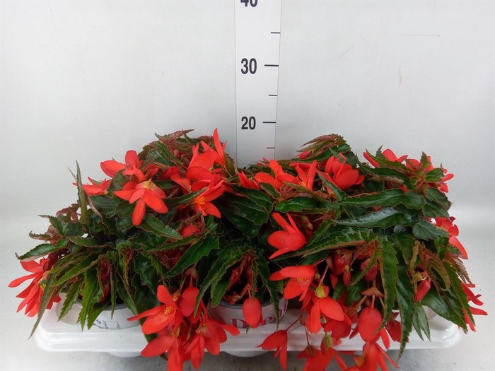 Begonia boliv. 'Encanto Red'