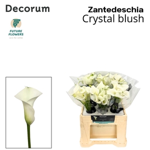 Zantedeschia crystal blush