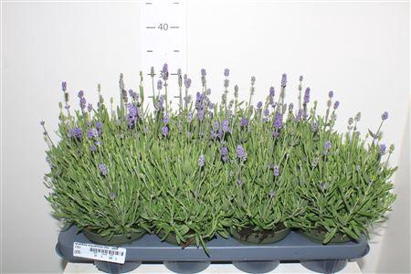 <h4>Lavandula Angustifolia Cleo-patio</h4>