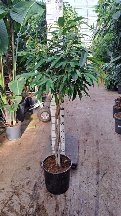 <h4>Ficus Amstel King gevlochten stam 170</h4>