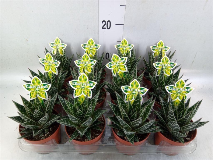 <h4>Aloe aristata 'Tiki Tahi'</h4>