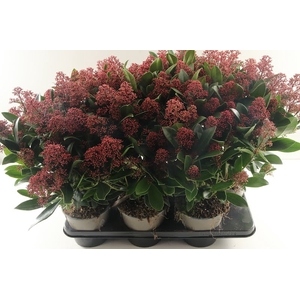 Skimmia Japonica Rubella