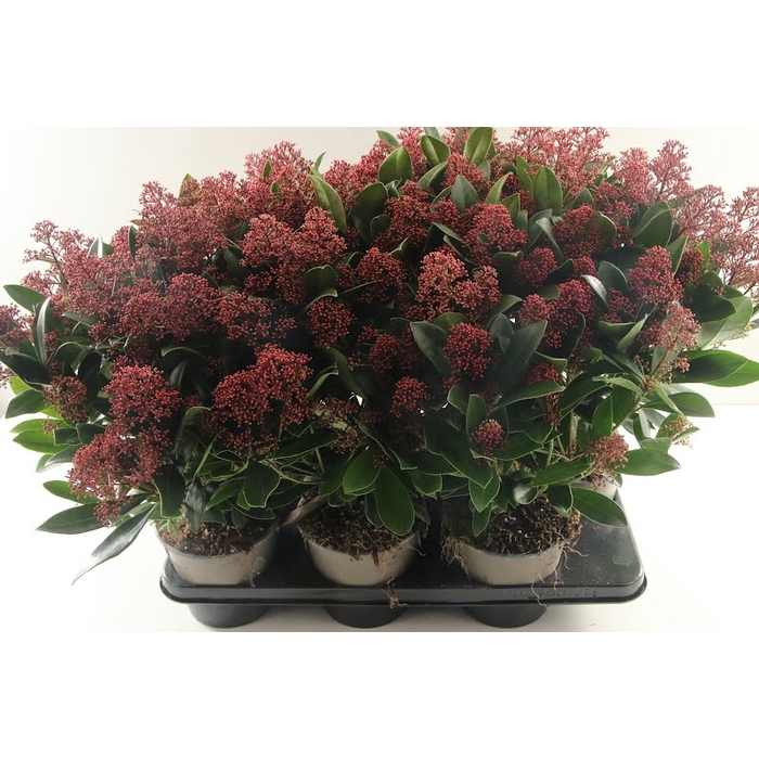 <h4>Skimmia Japonica Rubella</h4>