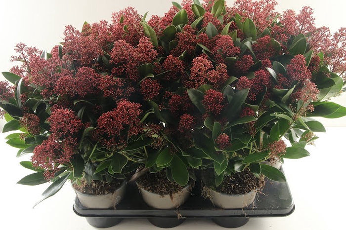 Skimmia Japonica Rubella