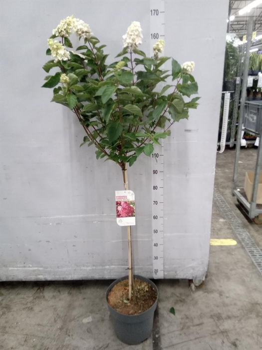 <h4>Hydrangea pan.</h4>