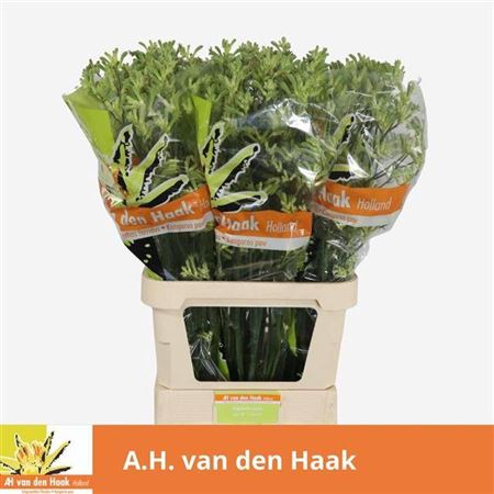 <h4>Anigoz Black Green</h4>