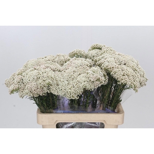 OZOTH COOKS SNOW WHI