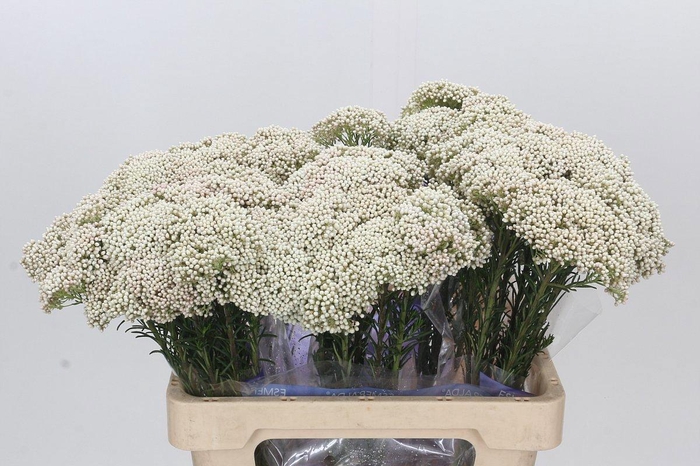 <h4>OZOTH COOKS SNOW WHI</h4>