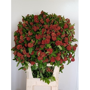 Physocarpus Op Mag Spr Sapphire